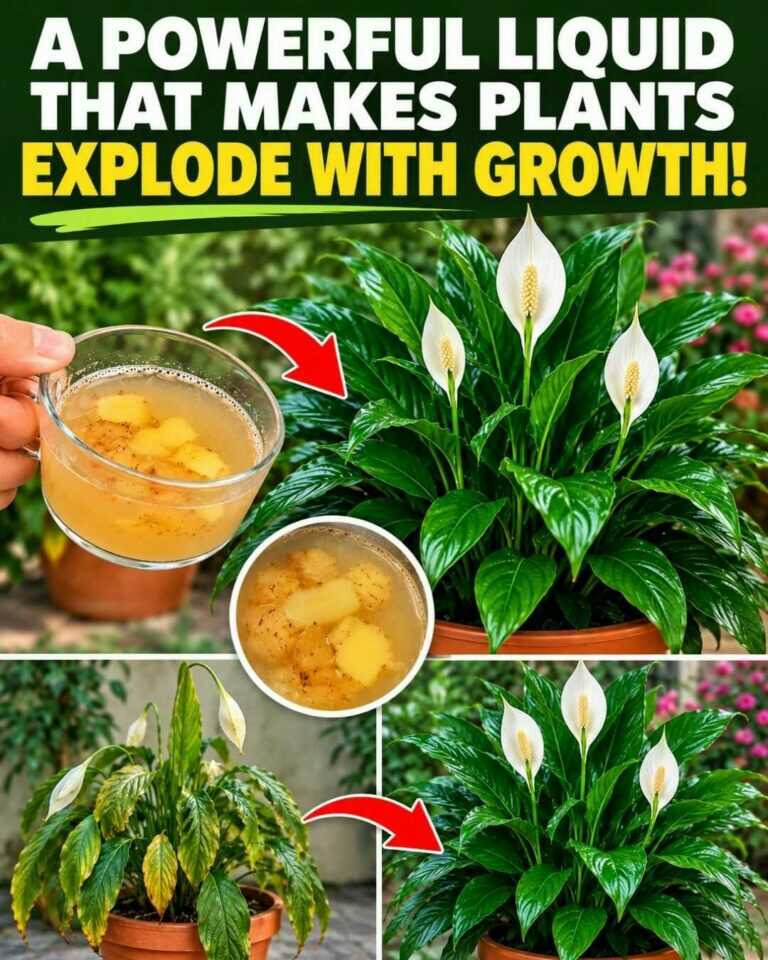 🌸 A powerful liquid that can trigger an amazing burst of plant growth 🔥