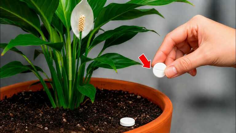 🌸It’s Magic. Just 1 Pill Is Enough to Make Your Peace Lilies Bloom Abundantly (or Any…)