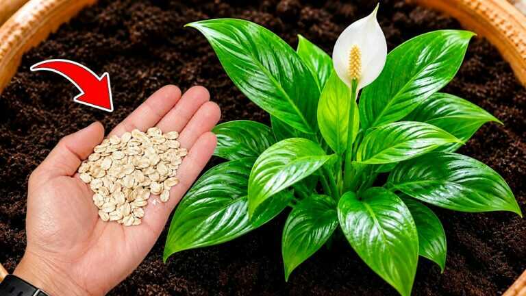 🌸My Peace Lily Wasn’t Blooming… So I Tried This!