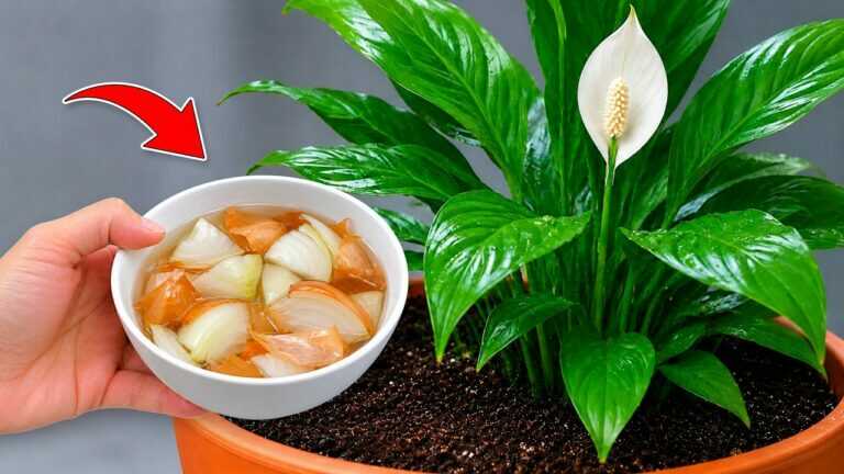 🌸 My plants wouldn’t bloom… until I tried this very simple trick
