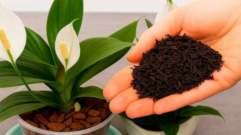 Just One Spoonful! Help Your Peace Lily Bloom in Every Season!