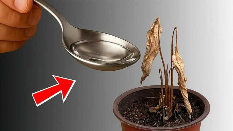 How to Revive a Peace Lily With One Simple Care Trick!