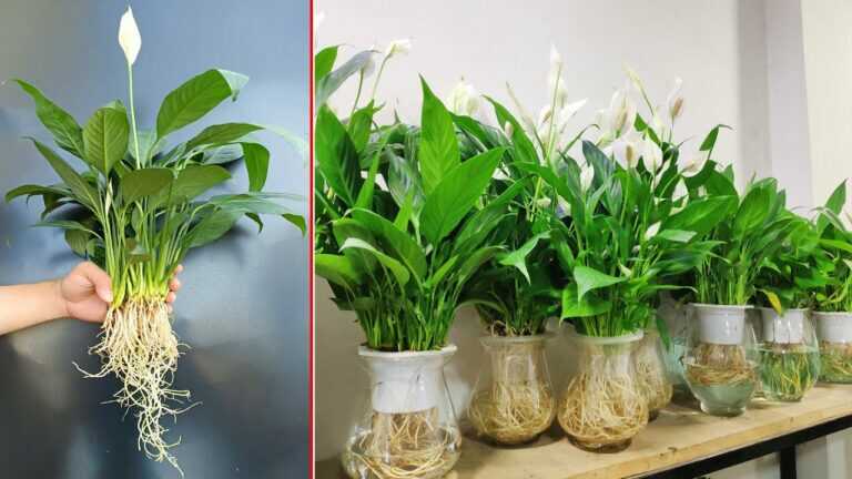 The Simplest Way to Grow Orchids in Water and Improve Indoor Air