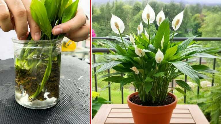Amazing! Spathiphyllum Wallisii: Peace Lily Propagation Techniques