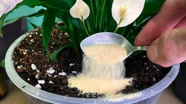 Just 1 Teaspoon Under Any Houseplant and It Will Turn Green and Bloom Again