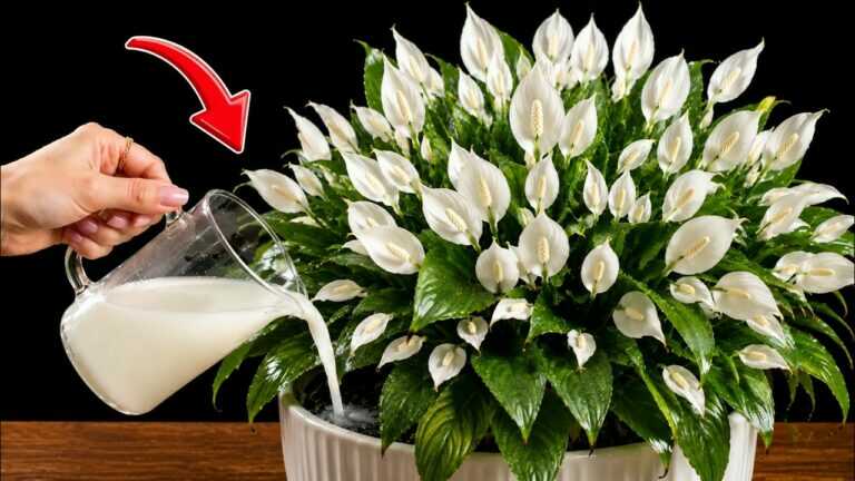 1 Cup and the Peace Lily That Never Bloomed Explodes With Flowers
