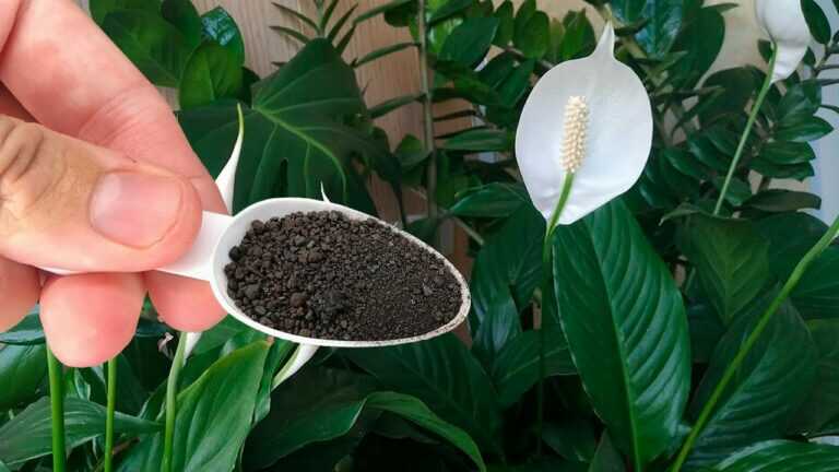 Just 1 Spoonful and Any Peace Lily Will Bloom!