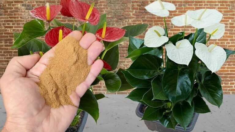 Just One Tablespoon Makes Anthuriums (and Other Plants) Burst Into Bloom!