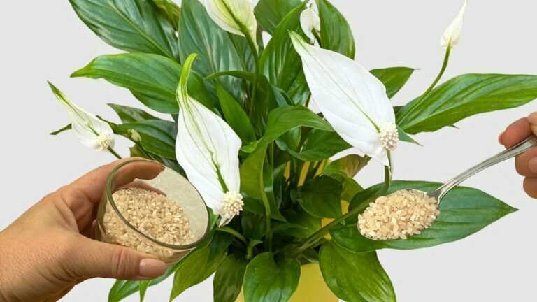 🔥 Give Your Peace Lily Just ONE CUP of This Fertilizer for Lots of Flowers!