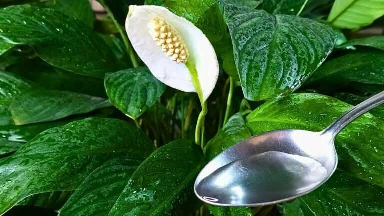 👍🔥 The Most Popular Organic Food for Houseplants in One Video!
