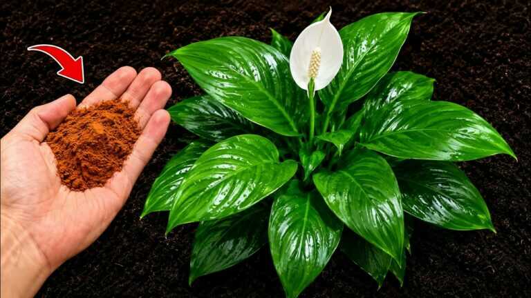 Just 1 Spoon Makes Any Plant BLOOM 10x FASTER (Professionals’ Trick)