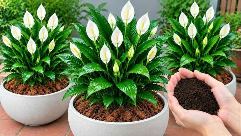 Just 1 Cup a Week! Peace Lilies Bloom All Year Round!