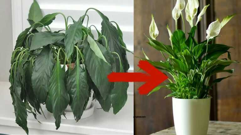 1 TABLESPOON and the PEACE LILY Will BLOOM!