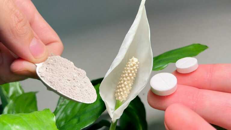 1 Spoon and 2 Tablets Make a Peace Lily and Any Other Flower Bloom Beautifully!