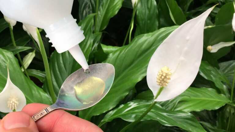 I Pour This Under Every Houseplant in January — They Bloom Like Crazy!