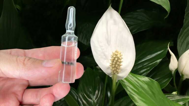 Just 1 Ampoule and Peace Lilies, Geraniums, Money Trees and Other Flowers Bloom Abundantly!