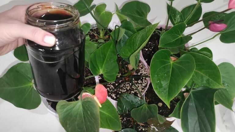 MAGICAL ELIXIR FOR ANTHURIUM! Even a Weak Plant Will Revive, Turn Green and Grow Vigorously!