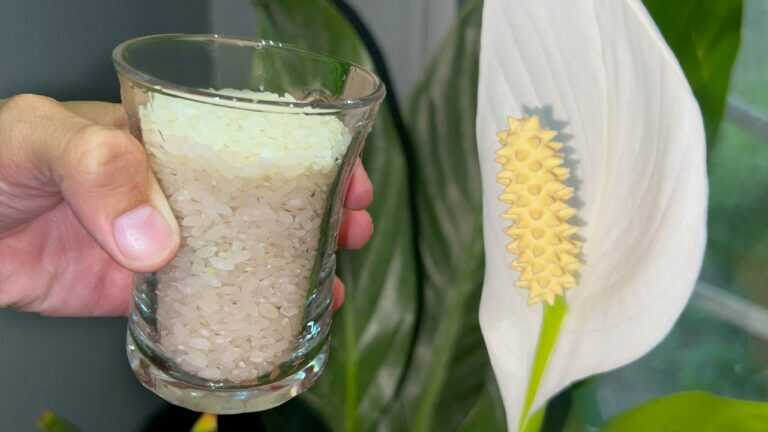 Just 1 Cup of Rice for Any Peace Lily (See the Result)