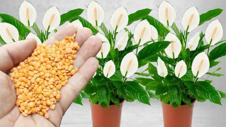 Just One Cup Triggers Explosive Growth and Flowering (See the Amazing Result)