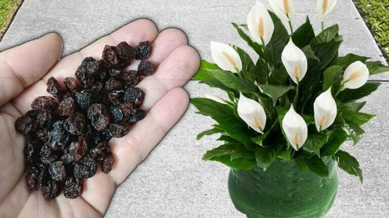 AMAZING! Just 1 Cup Brings an Explosion of Flowers (Any Plant)