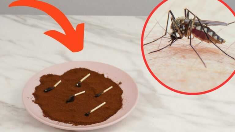 Get Rid of Mosquitoes in One Minute! This Balcony and Patio Trick Works Immediately!
