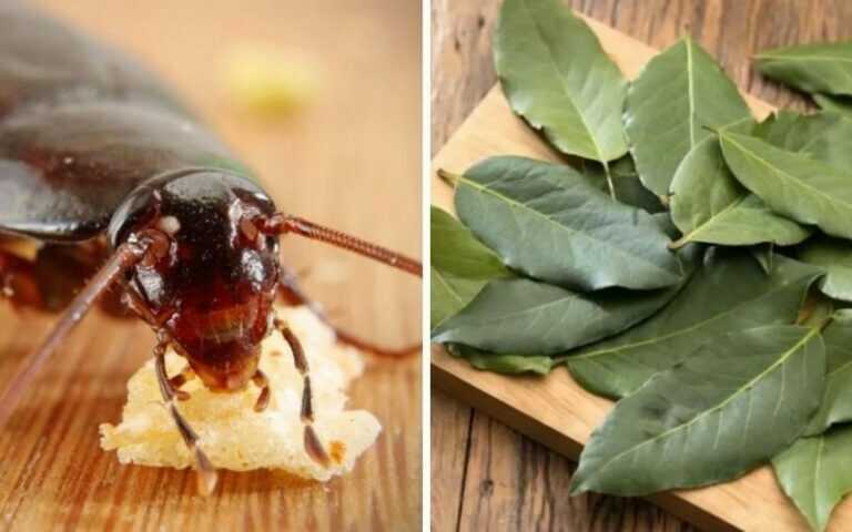 3 DIY Cockroach Traps to Get Rid of Roaches for Good (No Toxic Chemicals!)