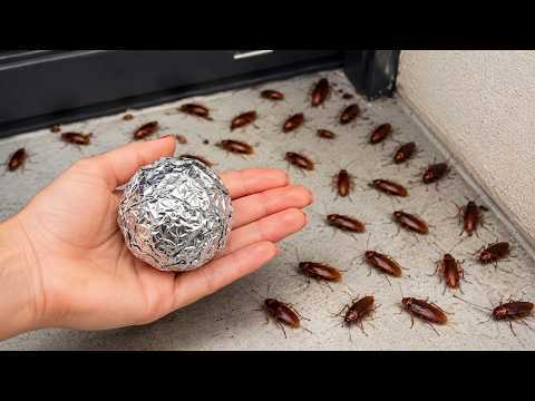 So stellst du ultra-wirksame Kakerlaken-Kugeln her!