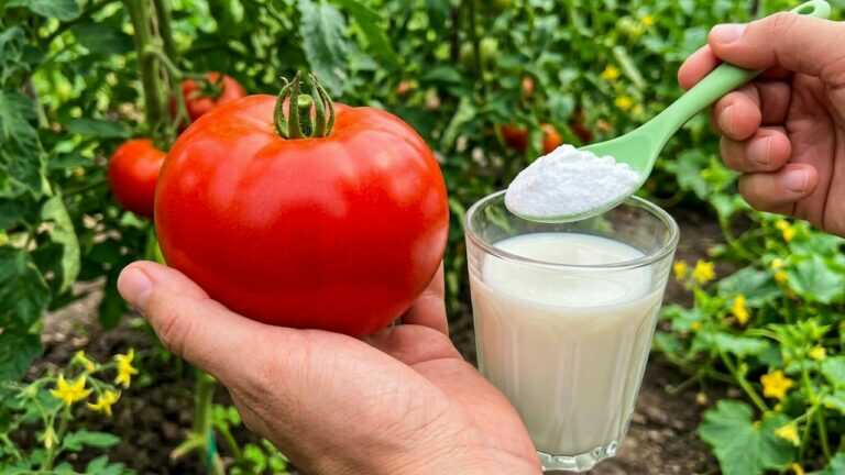 DRINGEND im September! Dieses Mittel belebt Tomaten, Paprika und Gurken wieder und schützt sie vor Schädlingen