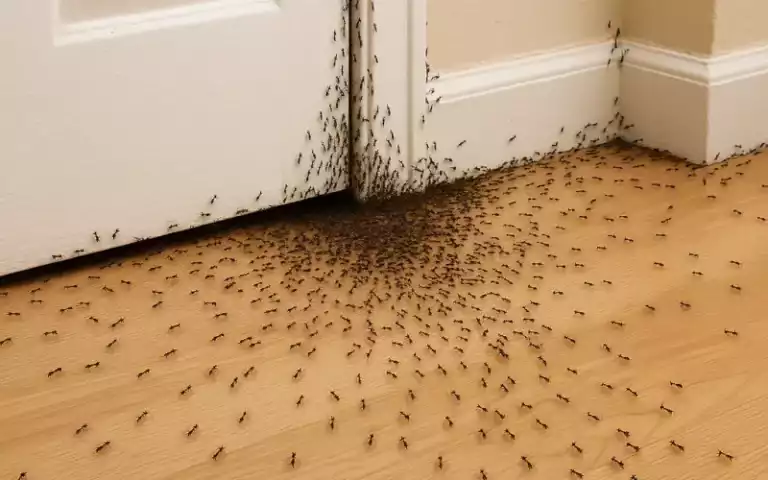 Wenn Ameisen bei dir einziehen, kann das ein Zeichen für etwas sein, das du übersiehst