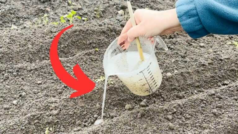 Möhren richtig säen – dieser Trick verdoppelt die Ernte