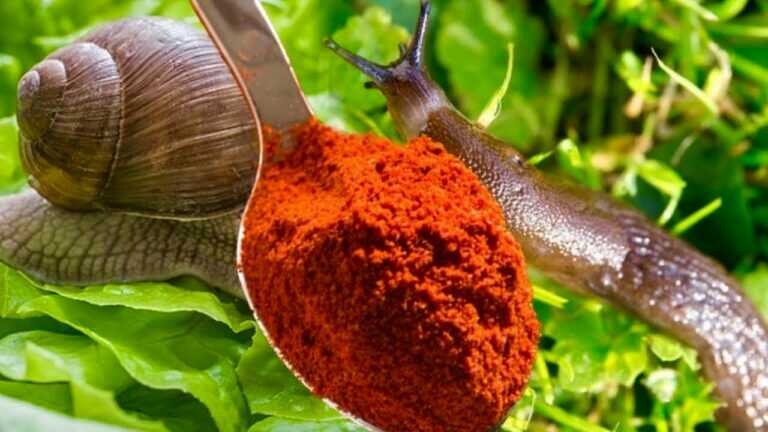 SCHNECKEN fliehen sofort aus deinem Garten! Wir alle haben 1 Zutat, und sie ist entscheidend