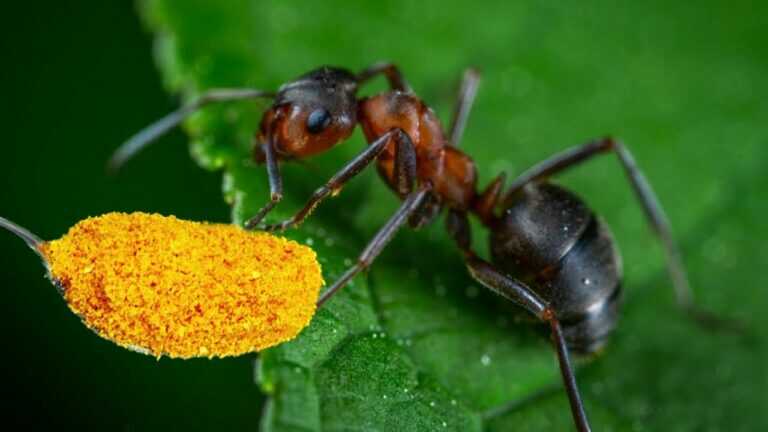 GROSSE LÖSUNG! Ameisen fliehen in 10 Sekunden