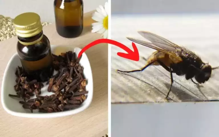 6 wirksame Methoden, um Fliegen mit Gewürznelken fernzuhalten