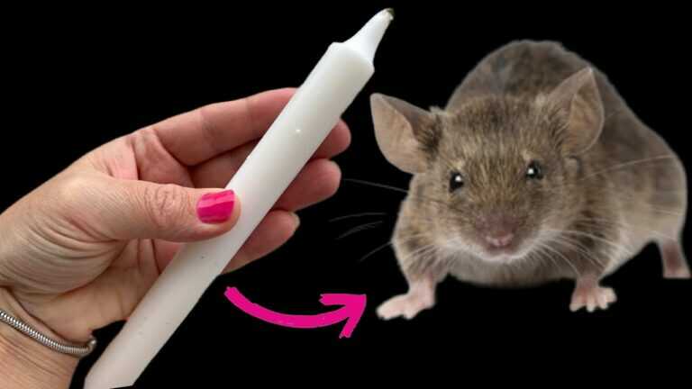 Werde MÄUSE UND RATTEN mit nur EINER KERZE los! Das Ungeziefer flieht endgültig