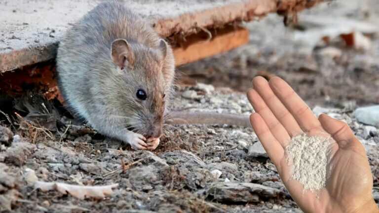 So bin ich Mäuse und Ratten schnell und für immer losgeworden