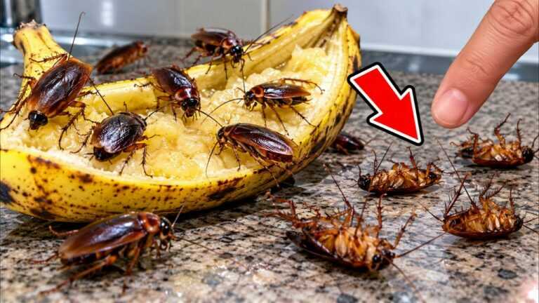 Ohne Gift gegen Kakerlaken! Ein Trick mit einer Banane 🍌