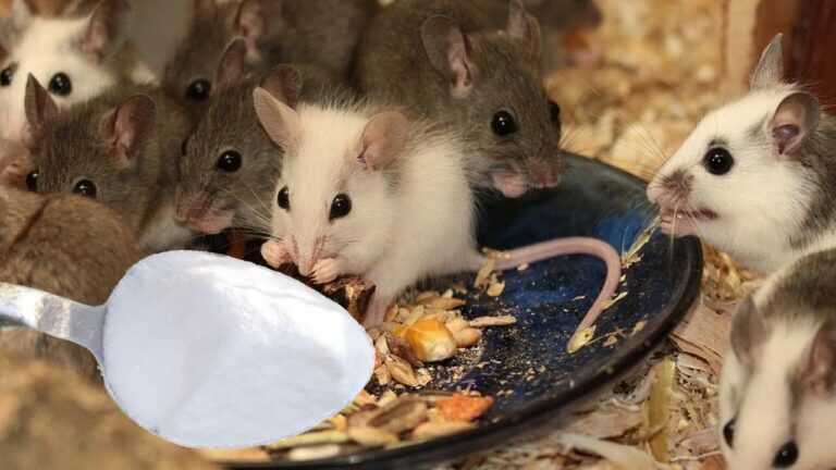 Mäuse und Ratten fliehen sofort! 3 natürliche Methoden für zu Hause