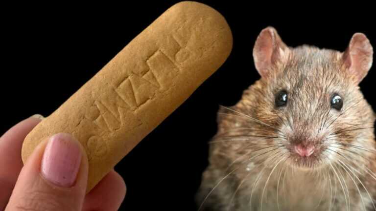 Vertreibe Mäuse und Ratten aus deinem Haus! Die Schädlinge fliehen sofort