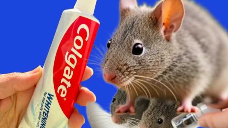 15 ERSTAUNLICHE METHODEN, UM MÄUSE UND RATTEN ZU VERTREIBEN! Sie kommen nie zurück