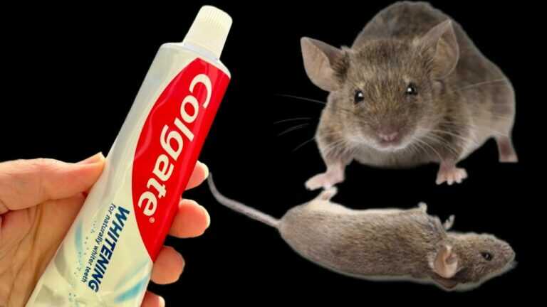 MÄUSE UND RATTEN 2 KILOMETER VOM HAUS VERTREIBEN! Ein Trick gegen Nagetiere!