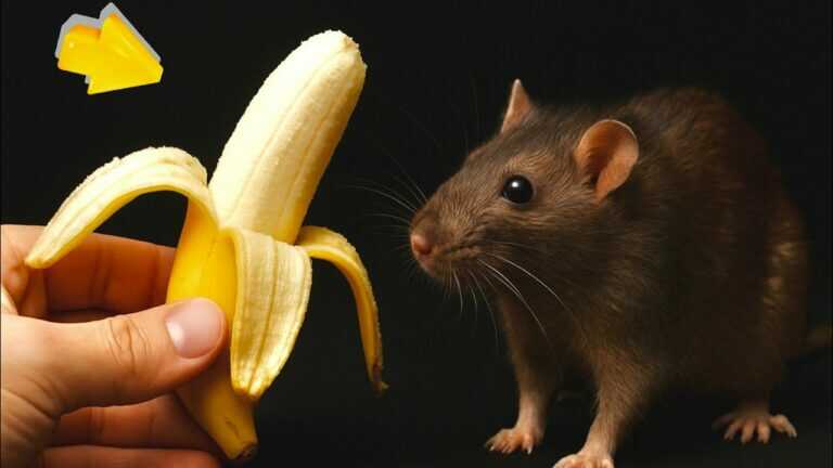 Wie wird man Mäuse und Ratten auf natürliche Weise los? Das solltest du wissen!