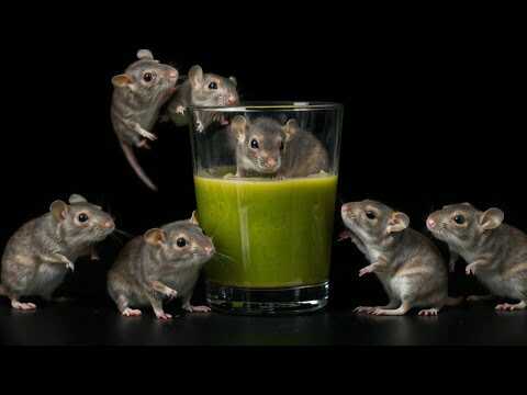 MÄUSE UND RATTEN VERSCHWINDEN IN 1 MINUTE! Zwei einfache Tricks