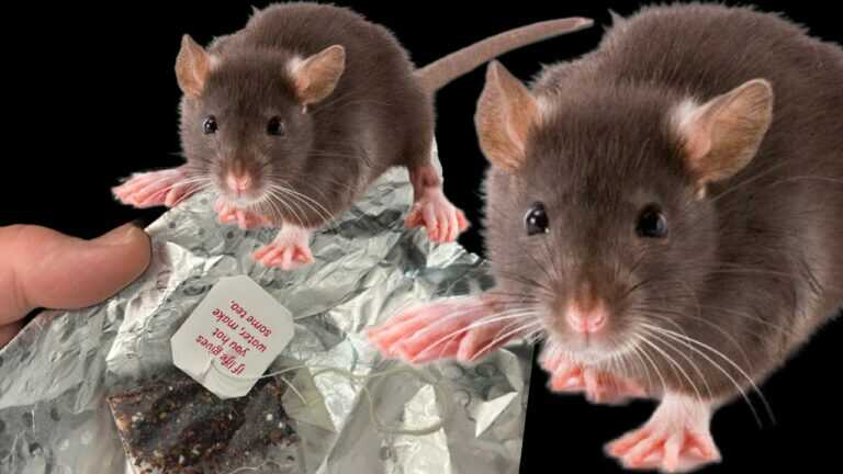 ENDLICH alle Mäuse und Ratten vertreiben! Mach das jetzt!