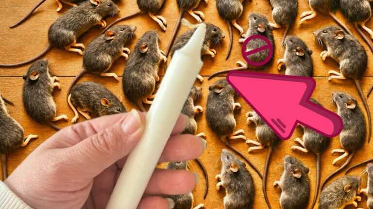 Mäuse und Ratten mit nur einer Kerze loswerden! Bau deine eigene Falle!