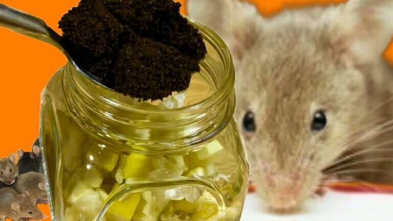 MÄUSE UND RATTEN KOMMEN NICHT IN DEIN HAUS, WENN SIE DAS RIECHEN! Eine unglaubliche Idee