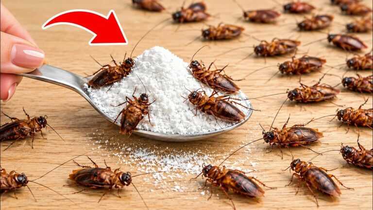 Pon esto en casa durante la noche y no volverás a ver cucarachas. ¡No necesitas pesticidas…