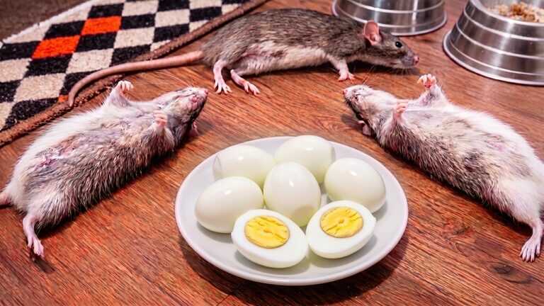 🔥 Muy pocas personas conocen este truco contra las ratas. ¡Ojalá lo hubiera conocido antes!