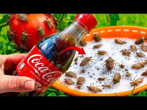 Coca-Cola hat alle Bettwanzen vertrieben! Wie konnte ich das vorher nicht wissen?
