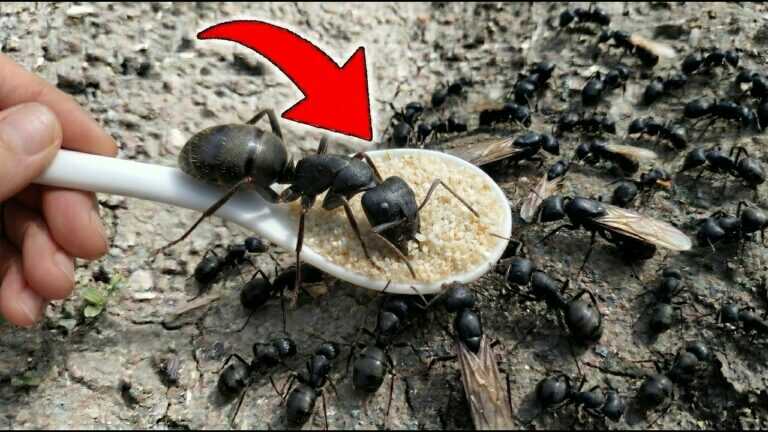 Ants Will Disappear in 1 Day! 4 Tricks to Get Rid of Ants