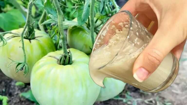 Urgent in September! One Teaspoon Replaces 100 Fertilizers in Autumn! This Top Dressing Is Revolutionary.